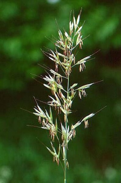 <p>Downy Oat-Grass</p>