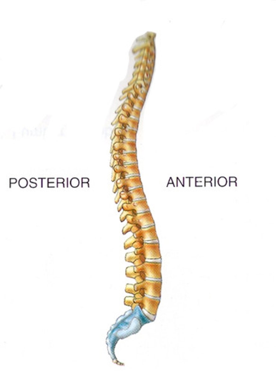 <p>What type of vertebrae is shown in blue?</p>