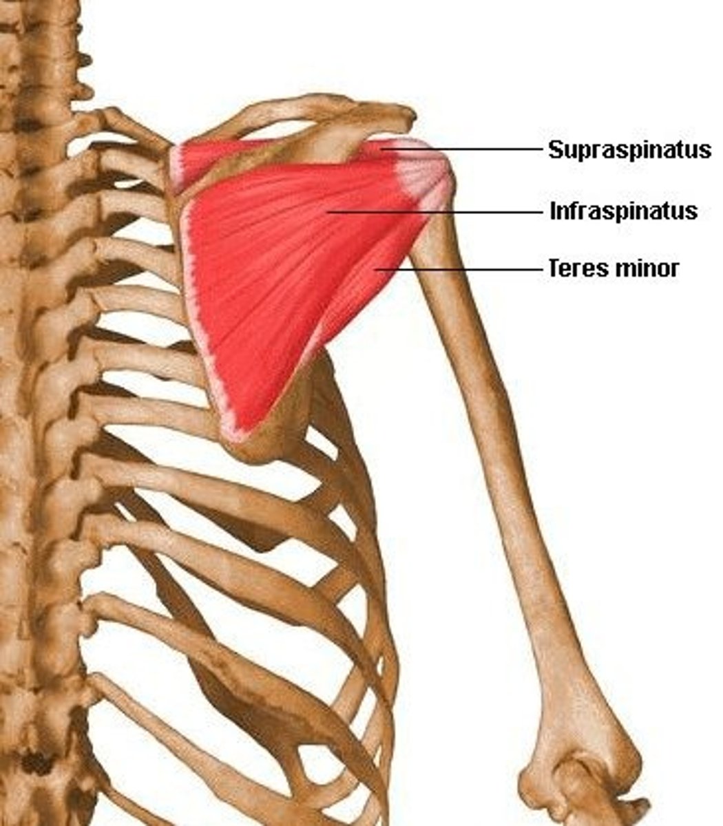 <p>- originate inferior angle of scapula (major)</p><p>- originate lateral border of scapula (minor)</p><p>- insert inter-tubercle surface of humerus (major)</p><p>- insert at greater tubercles of humerus (minor)</p><p>- extension &amp; internal rotation, adduction (major)</p><p>- external rotation (minor)</p>