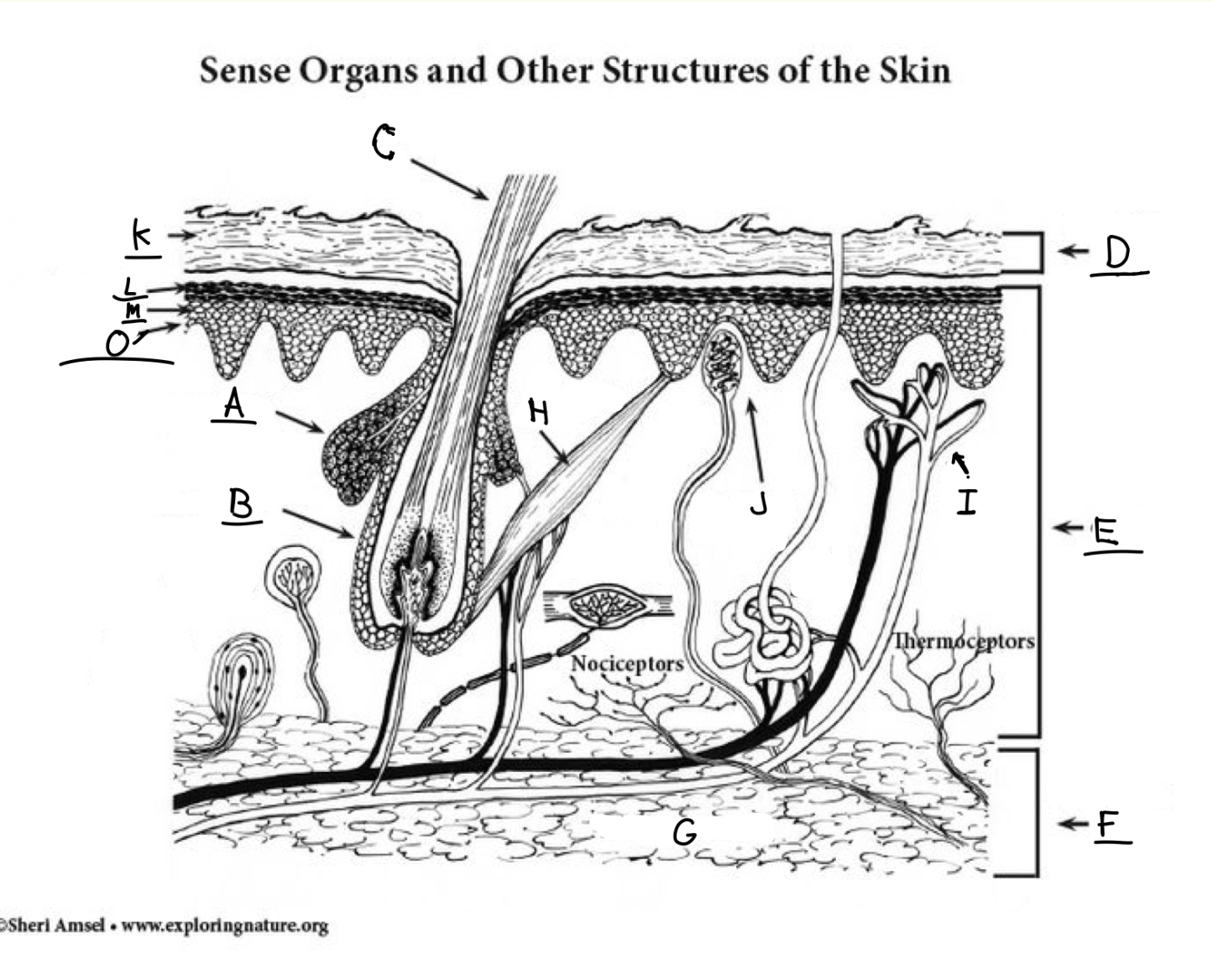 <p>Adipose tissue</p>