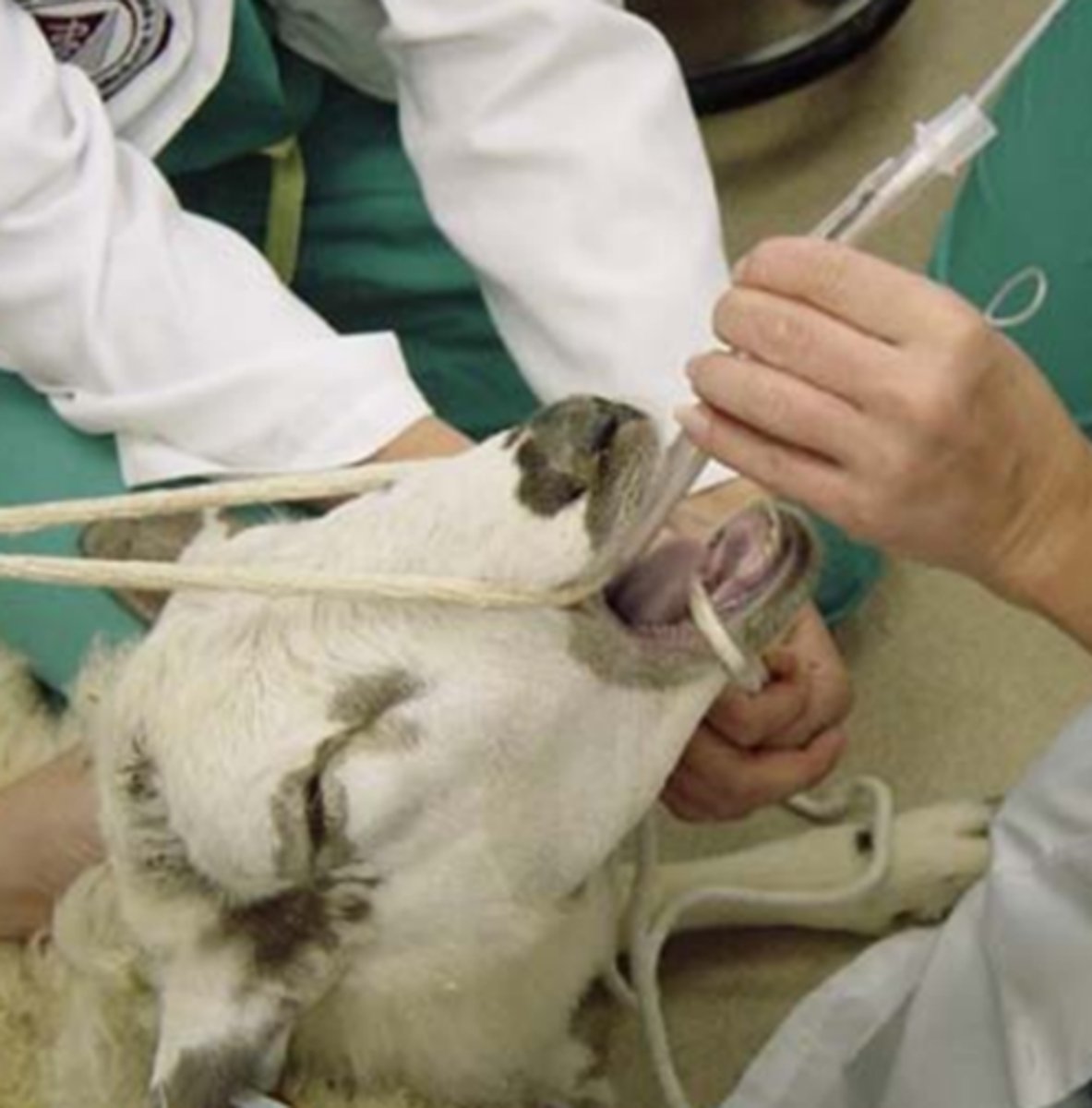 <p>- Head held in an extended position. Laryngoscope directly visualizes the larynx.</p><p>- The tongue of ruminants, particularly sheep and goats, has a raised area in the caudal portion that makes correct positioning of the laryngoscope more difficult compared to small animals.</p>