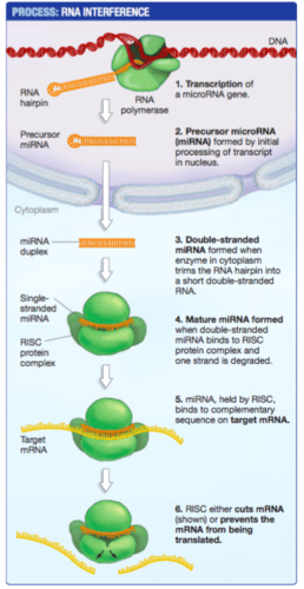 <p>More siRNAs = stronger silencing</p><p>These new siRNAs load into RISC</p><p>they go on to target and degrade more mRNA.</p>