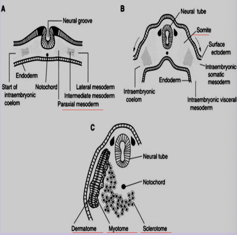 <p>Paired block of paraxial mesoderm giving rise to sclerotome, myotome, and dermatome (most axial skeleton and musculature and skin dermis)</p>