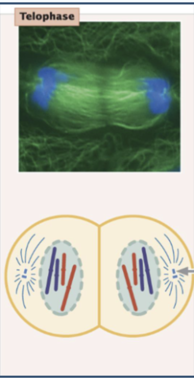 <p>Fifth stage of mitosis; marked by the arrival of the chromosomes at the spindle poles</p><ul><li><p>Chromosomes decondense</p></li></ul><ul><li><p>Nuclear envelopes reform</p></li></ul><ul><li><p>Spindle disassembly</p></li><li><p>Cell membrane formation</p><ul><li><p>Two daughter cells</p></li></ul></li><li><p>Return to interphase, repeat cycle</p></li></ul><p><span style="background-color: transparent;"><span>After the sister chromatids have separated, each is considered a separate chromosome!</span></span></p>