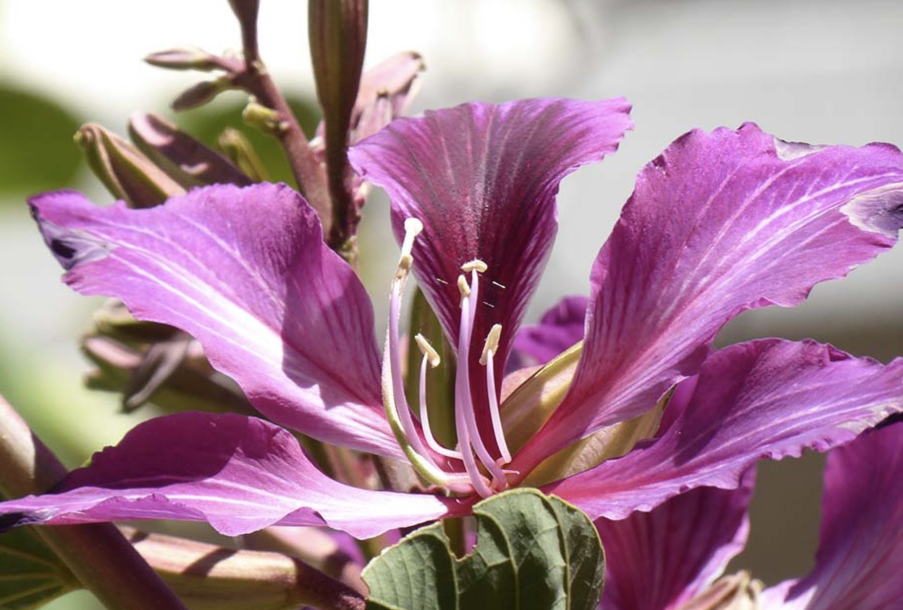 <p>Hong Kong orchid tree</p><p>leaves look like little butt. flours are distinct</p>