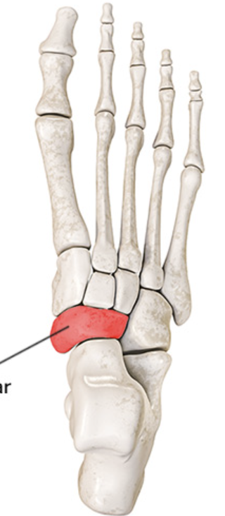 <p>Foot (Tarsals): Bone Location</p>