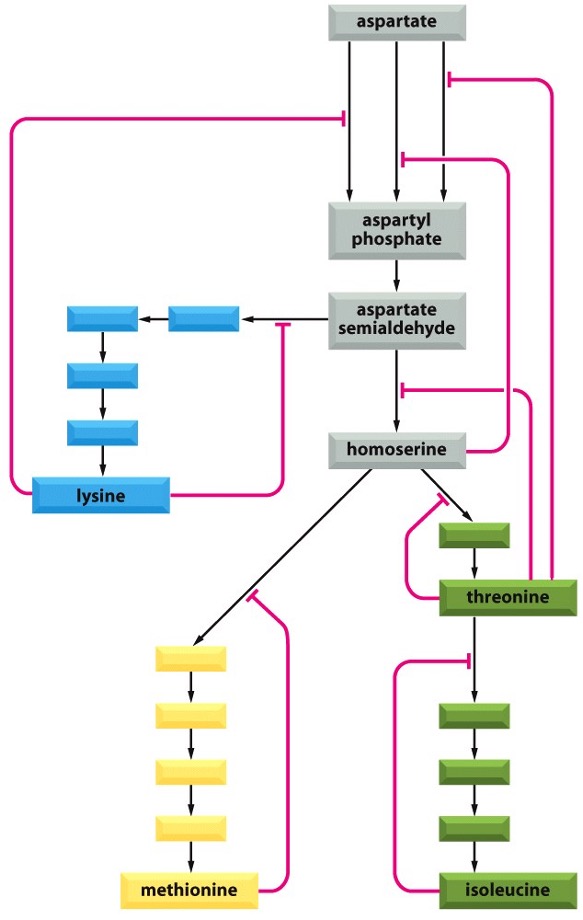 <p>Feedback is key to regulation of metabolism </p>