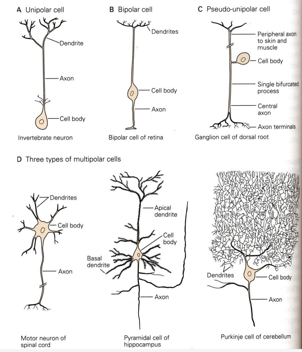 multipolar (golgi i and ii)