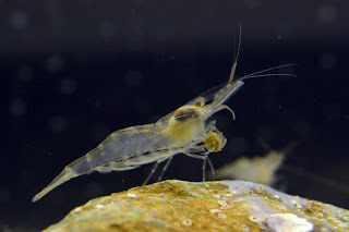 <p>Grass Shrimp</p>