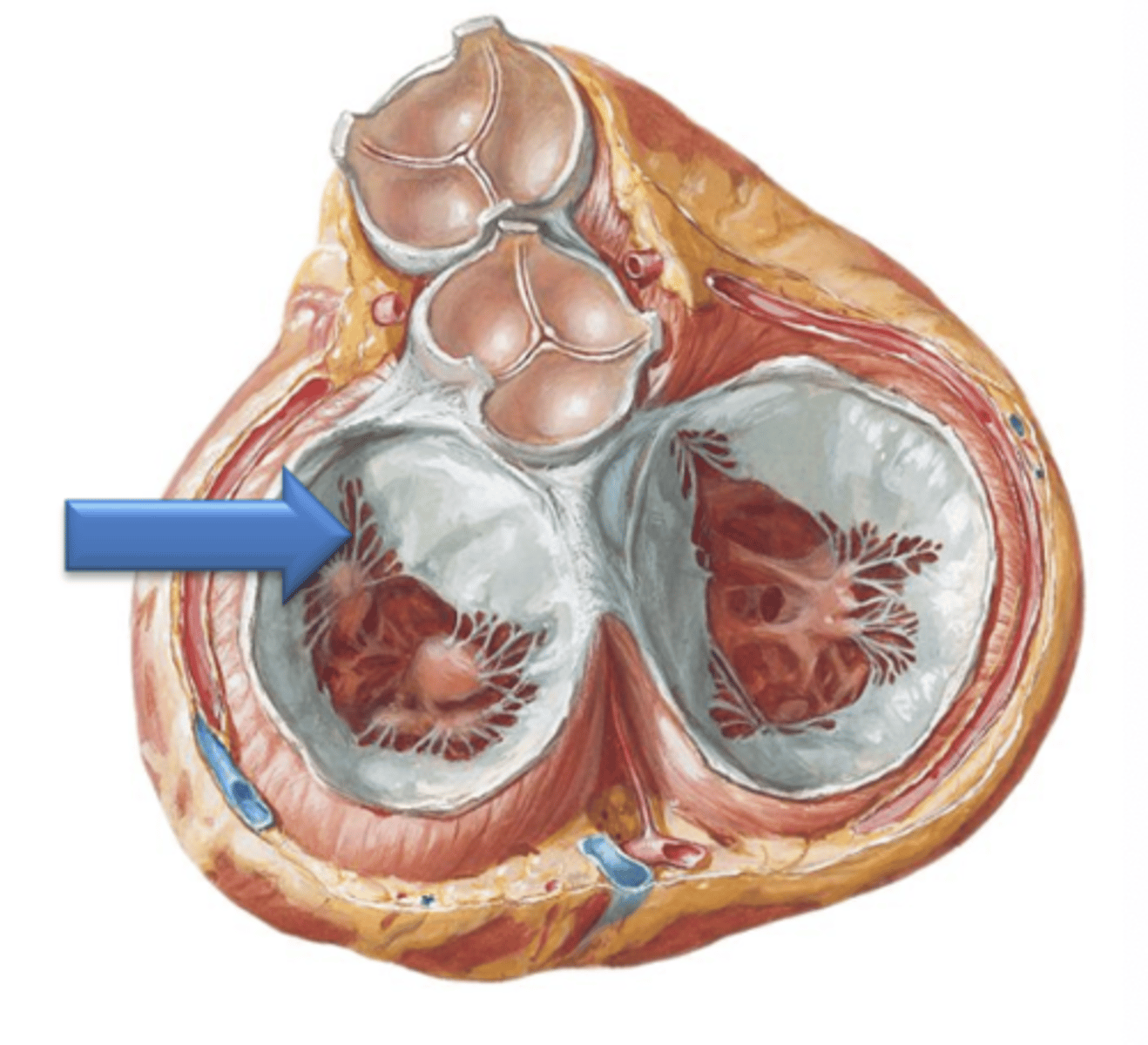 <p>The bicuspid valve has how many cusps?</p>