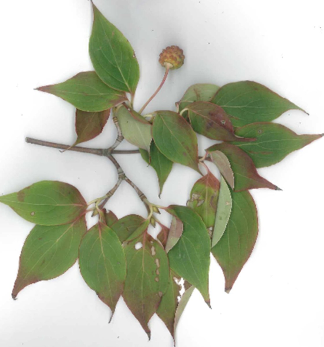 <p>home tree! red berry in center ish</p>
