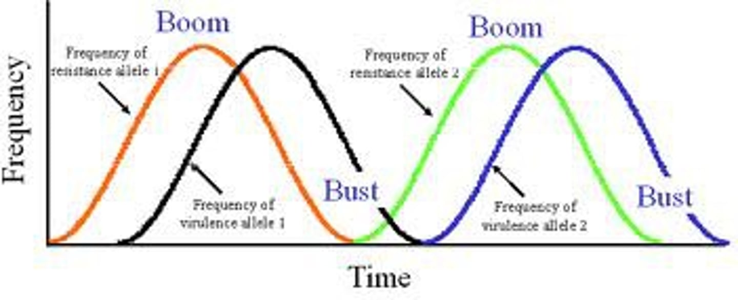 <p>population grows exponentially, can exceed the resources available (boom)</p><p>=</p><p>rapid decline in population, higher death rates (bust)</p>