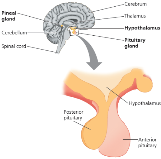 <ol start="3"><li><p>hypofysen er delt inn i bakre og fremre del, der den bakre delen står for syntese av hormoner og den fremre delen står for lagring og sekresjon</p></li></ol><p>bakre hypofyse er en utvidelse av nerve-vevet til hypotalamys som skiller ut oksytosin og antidiuretisk hormon laget i hypotalamys - midlertidig lagringssted for hormonene. </p><p>fremre hypofyse er en del av hypofysen som utvikles fra ikke-nevralt vev, består av endokrine celler som syntetiserer og sekrerer flere tropic (stimulerende - stimulerende endokrine kjertler) og nontropic (ikke-stimulerende) hormoner</p>