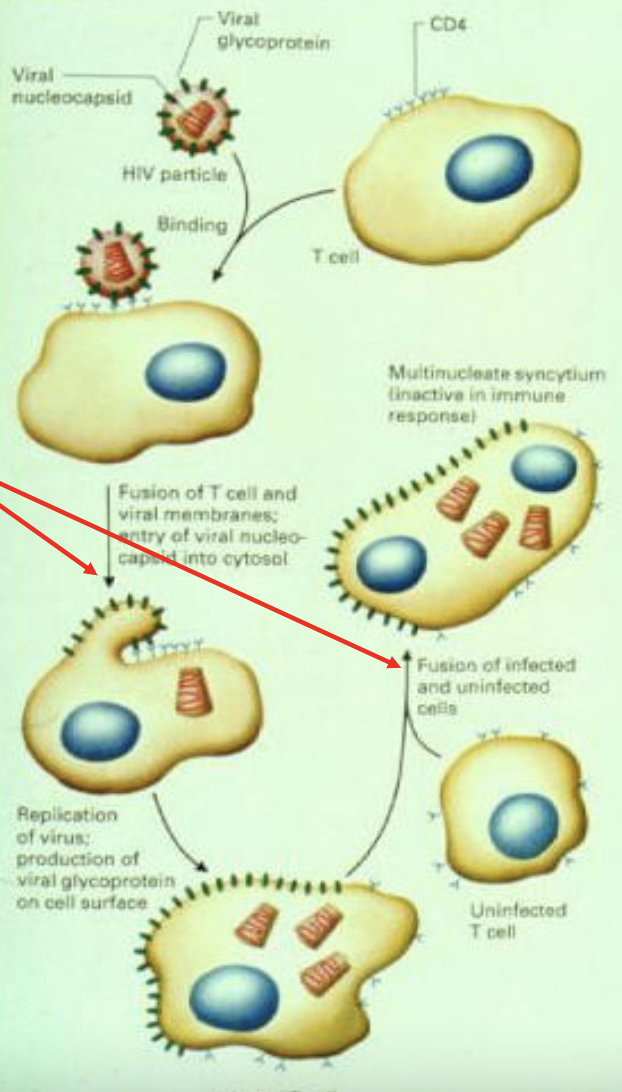 <ul><li><p><span style="font-size: 11pt; font-family: Arial, sans-serif">HIV particle binds to receptors on target cell</span></p><ul><li><p><span style="font-size: 11pt; font-family: Arial, sans-serif">Puts phospholipid membranes of HIV and target cell in close apposition (allows fusion)</span></p></li><li><p><span style="font-size: 11pt; font-family: Arial, sans-serif">Viral nucleocapsid can now enter cytosol of target cell</span></p></li><li><p><span style="font-size: 11pt; font-family: Arial, sans-serif">Virus is replicated and infected target cell can continue to fuse with other uninfected target cells to create multinucleate particle</span></p></li></ul></li></ul><p></p>