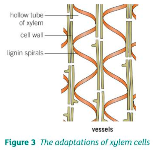 <p>Xylem cells have:</p><p>- No upper or lower margins between cells which provides a continuous route for water to flow </p><p>- Thick, lignin spirals/rings help strengthen their structure and prevent the cell from collapsing</p>
