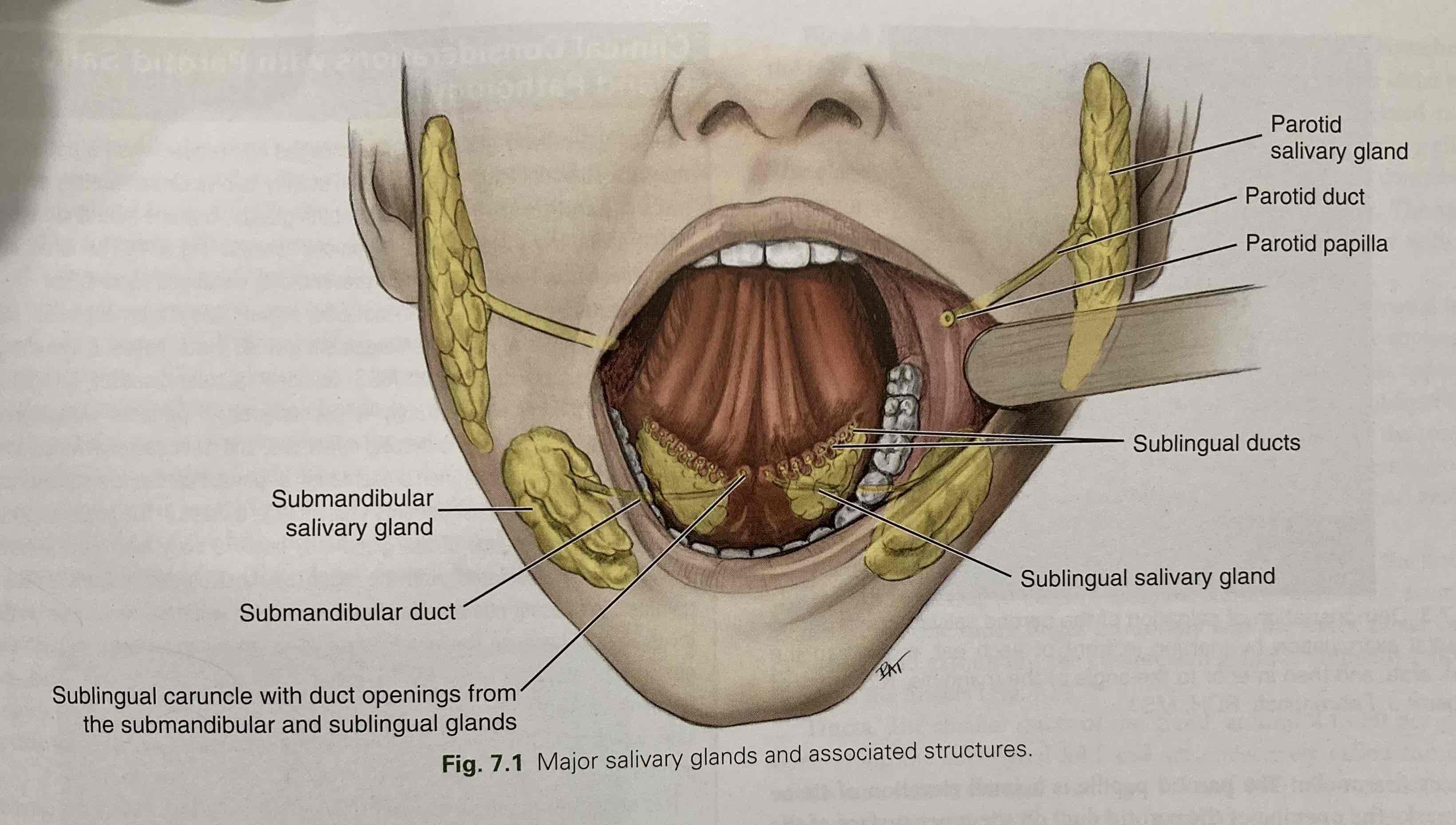 <ul><li><p>Parotid duct</p></li><li><p>Parotid salivary gland</p></li><li><p>Parotid papilla</p></li><li><p>Sublingual ducts</p></li><li><p>Sublingual salivary gland</p></li><li><p>Submandibular duct</p></li><li><p>Submandibular salivary gland</p></li><li><p>Sublingual caruncle with duct opening from submandibular and sublingual glands</p></li></ul><p></p>