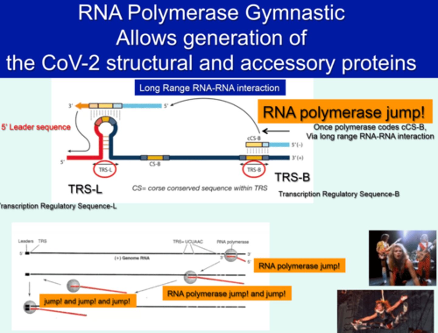 <p>- long Range RNA-RNA interaction</p><p>- Once polymerase codes cCS-B via long range RNA-RNA interaction</p><p>- JUMP JUMP</p>