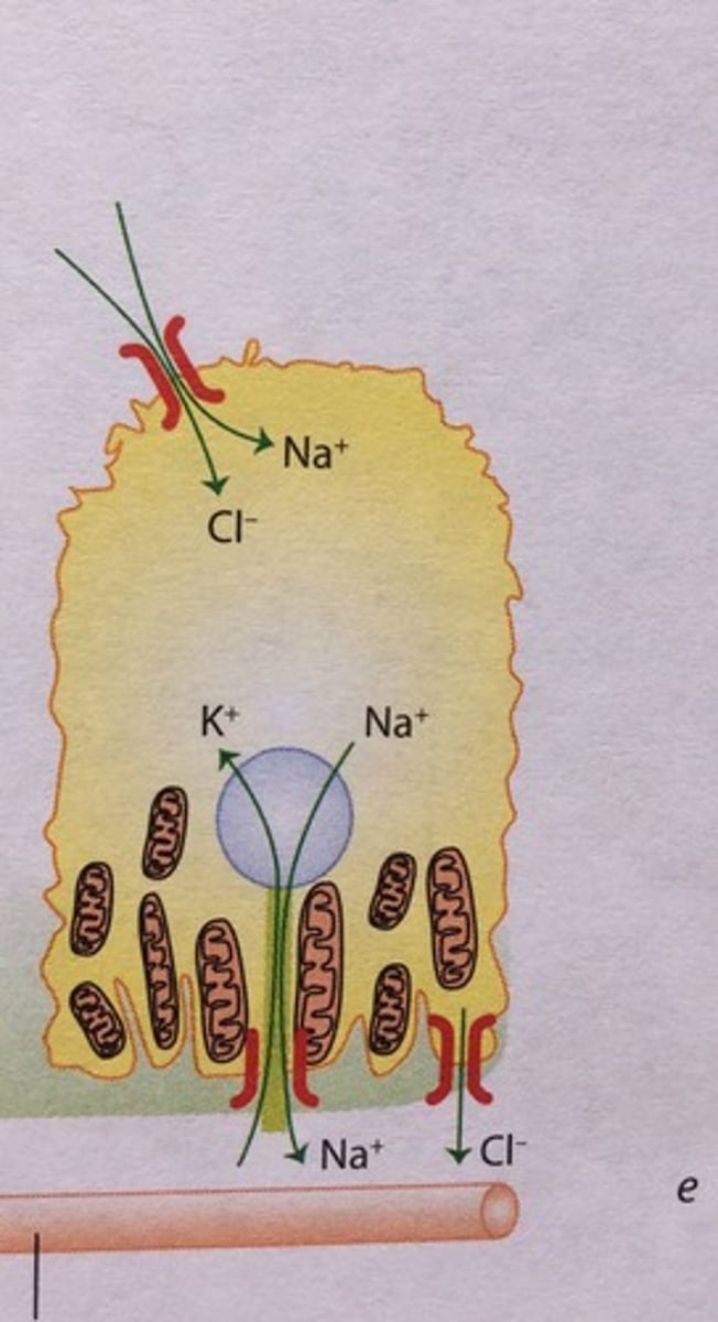 <p>wysłany jest jednowarstwowym nabłonkiem sześciennym. Grupa kom. nabłonka kanalika w pobliżu ciałka nerkowego nosi nazwę plamki gęstej. Kom. plamki gęstej sąsiadują&nbsp;z kom. mezangium zewn. i pełnią funkcję osmoreceptorów odbierających sygnał o st. jonów w moczu przepływającym przez kanalik II rzędu.</p><p>W wierzchołkowych błonach kom. nabłonka znajdują się transportery symportalne transportujące Na+ i Cl- z moczu do cytoplazmy. W błonach boczno-podstawnych znajdują się&nbsp;transportery antyportalnem transportujące Na + na zewnątrz i K+ do kom. </p><p>Nabłonek kanaliku II rzędu pompuje do światła jony amonowe i wodorowe. </p>