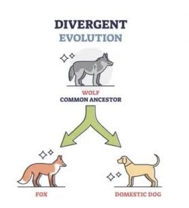 <p>Groups with the same common ancestor evolve and accumulate differences resulting in the formation of a new species</p>