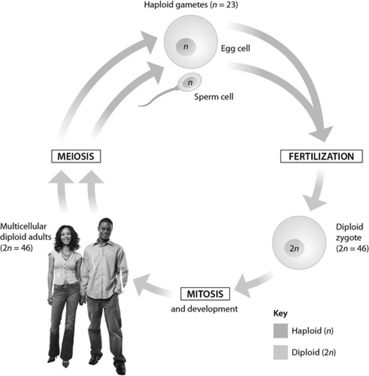 <p>Life cycle where haploid cells develop into gametes then two gametes combine to form a single-celled diploid zygote; name of this life cycle comes from the observation that the zygote is the only cell that undergoes meiosis</p>