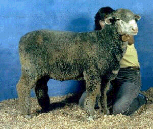 <p>Rambouillet</p>
