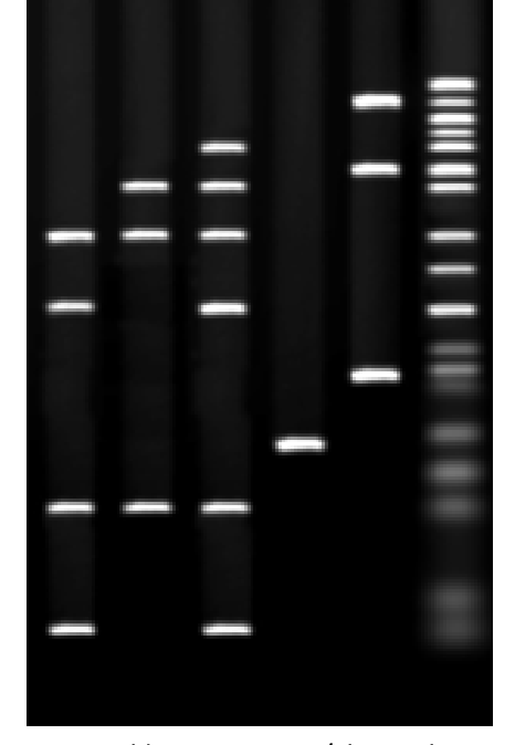 <p>Ethidium bromide is an intercalating agent, meaning it binds between the nitrogenous bases. The Ethidium bromide will bind between the bases of the DNA fragments, and when exposed to UV light, Ethidium bromide fluoresces very strongly. </p><ul><li><p>This causes the DNA fragments to appear as bands, which can be photographed.</p></li></ul><p></p>