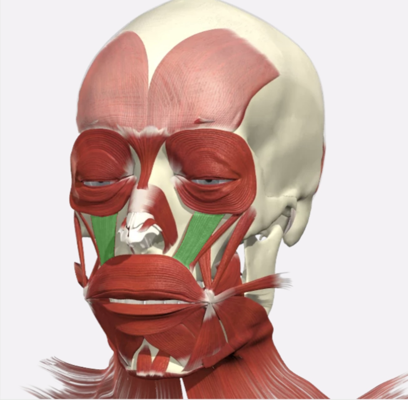 knowt flashcard image
