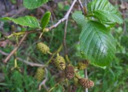 <p>White alder</p>