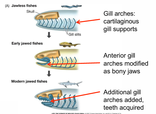 <p>anterior gill arches (cartilage that supports pharyngeal slits) were modified into bony jaws with teeth<br></p>