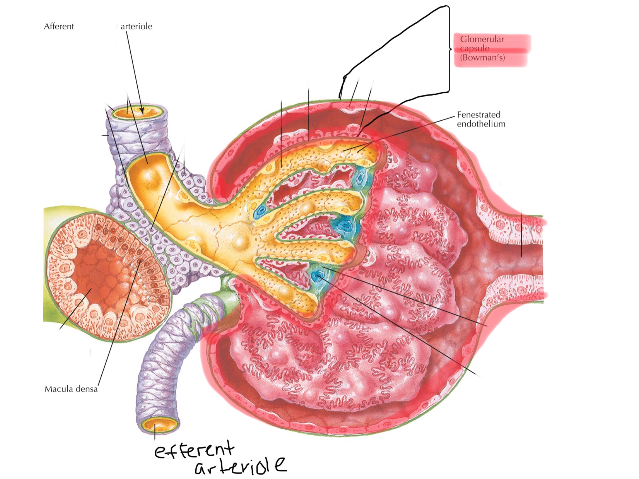 knowt flashcard image