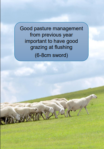 <p>» Flushing of ewes 6 weeks before going to the ram</p><p>» Increasing plane of nutrition to promote fertility</p><p>» Increasing nutrition= greater no. of eggs ovulated</p><p></p><p><strong><u>Ram BCS important pre-tupping</u></strong></p><p>Rams lose condition when serving ewes as too distracted to</p><p>eat well.</p><p>Aim for tups to go into tupping at BCS 3.5/4</p><p>Overfed/fat Rams</p><p>Low libido and reduced fertility</p><p></p><p></p>