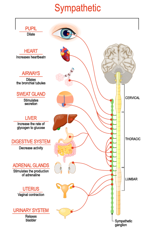 <p>network of nerves that initiate the fight or flight; heightened</p>