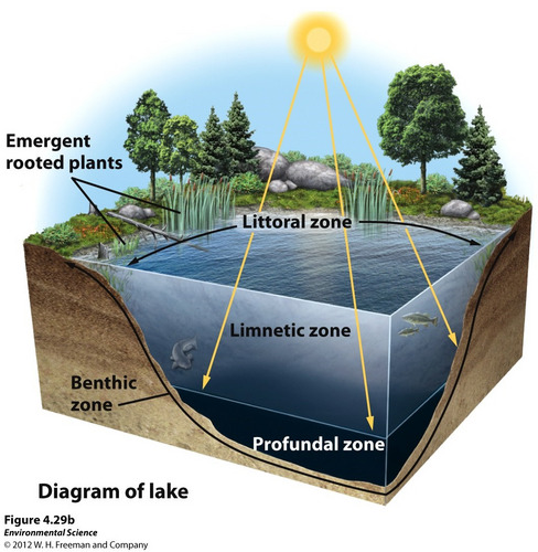 <p>Benthic zone(lake zones)</p>