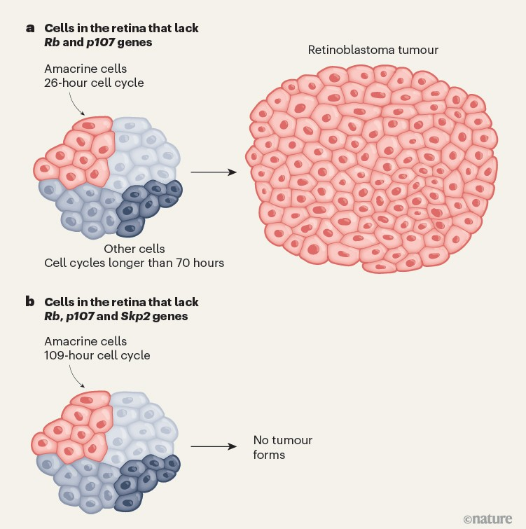 <p>When mutations of cancerous cells impact the <u>genes that regulate cell division</u>, what can the response be?</p>