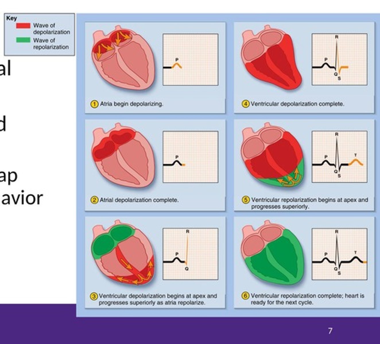<p>Elevation or depression of the ST segment indicating potential cardiac issues.</p>