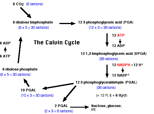 <p>6 spins; most G3P used to regen RuBP</p>