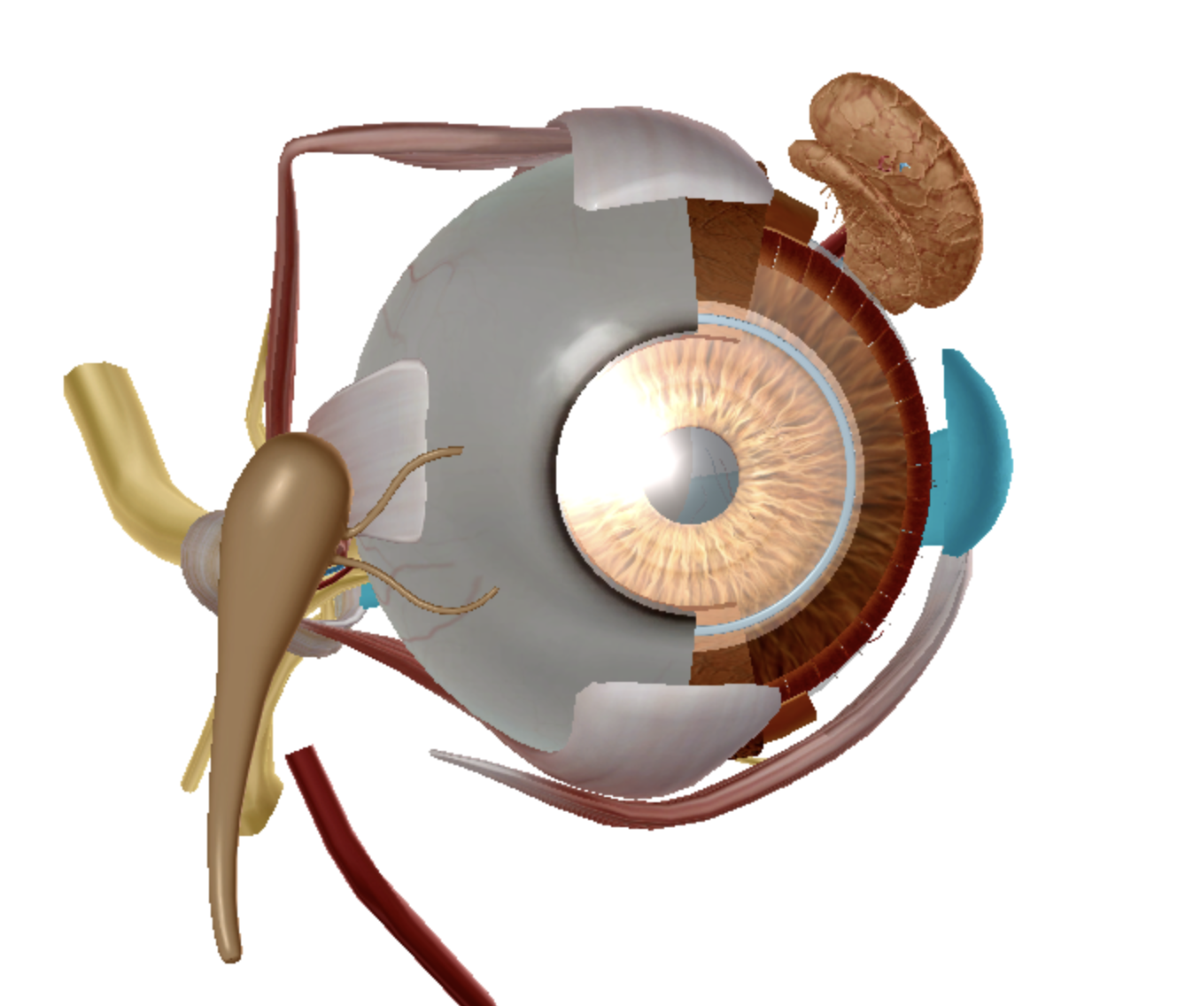 <p>what is highlighted </p>
