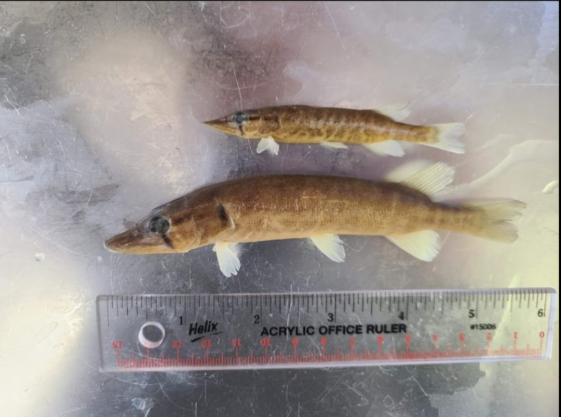 <p>What is the taxonomy, common name, and scientific name of this fish</p>