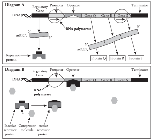 <p>Repressible Operon</p>