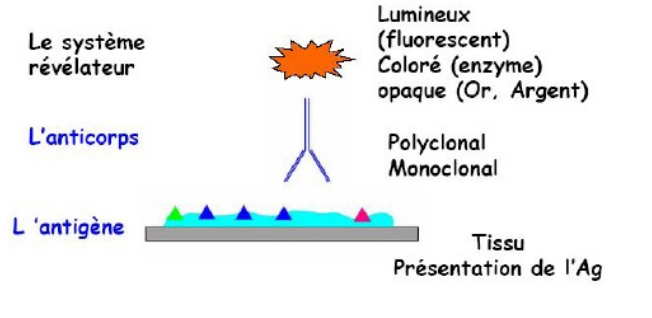 Les anticorps se lient spécifiquement à un antigène. 

Les anticorps couplés à un fluorochrome permettent d’observer la localisation des protéines en microscopie à fluorescence. 

La fluorescéine et la rhodamine sont les fluorochromes les plus utilisés. 