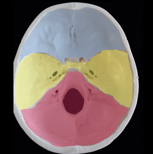 <p>these are called the anterior, middle, and posterior ________?</p>