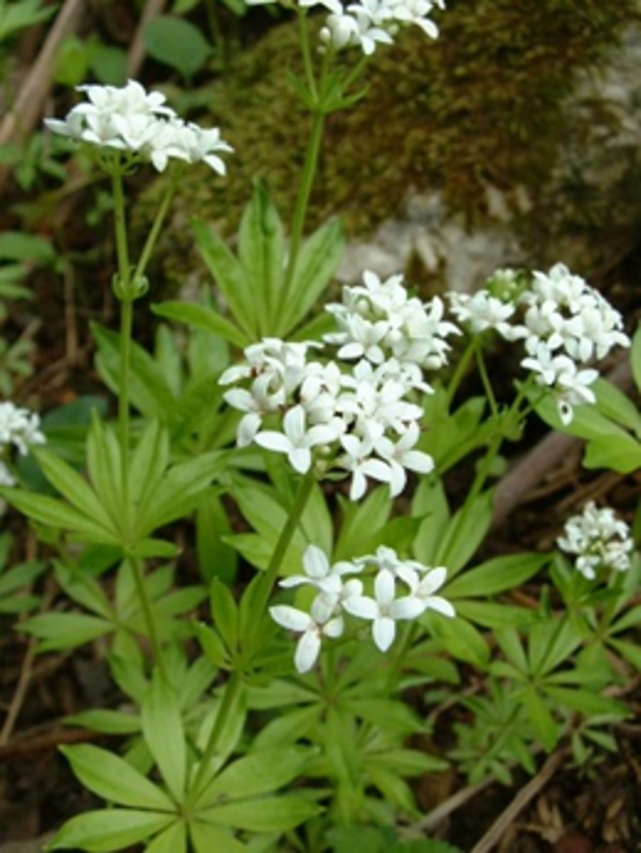<p>🌿 Petite plante de sous-bois, feuilles étroites en verticilles (6-8) autour de la tige.</p><p>🌿 Fleurs blanches en étoiles.</p><p>🌿 Odeur de foin coupé quand elle sèche (coumarine).</p>