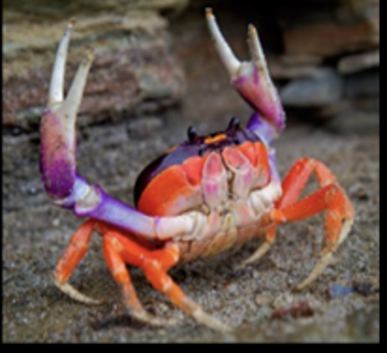 <p>What class does this organism belong to?</p>