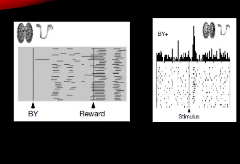<p>dopamine neurons between responding to BY stimulus once learning has occured</p>