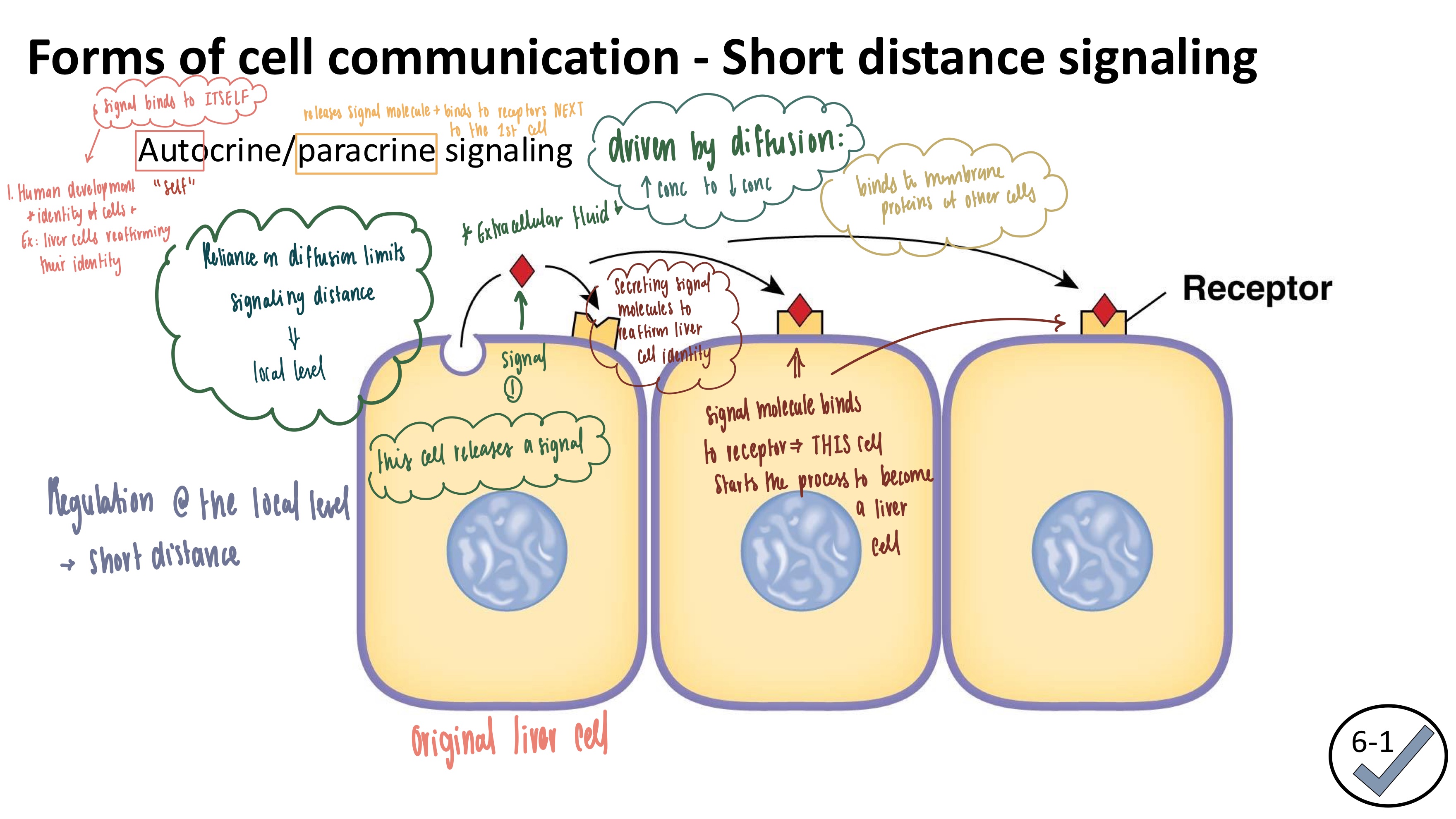 <ul><li><p><strong>Similarities</strong>:</p><ol><li><p><strong><mark data-color="red" style="background-color: red; color: inherit">SHORT DISTANCE</mark></strong></p></li><li><p>BOTH secrete lots of signaling molecules that bind to receptors</p></li><li><p>BOTH heavily rely on diffusion! which limits the signaling distance to the local level</p></li></ol></li><li><p><strong><mark data-color="blue" style="background-color: blue; color: inherit">Autocrine Signaling</mark></strong>: cell sends signal to ITSELF</p></li><li><p><strong><mark data-color="green" style="background-color: green; color: inherit">Paracrine Signaling</mark></strong>: cell releases signal molecules to NEARBY cells</p></li></ul><p></p>