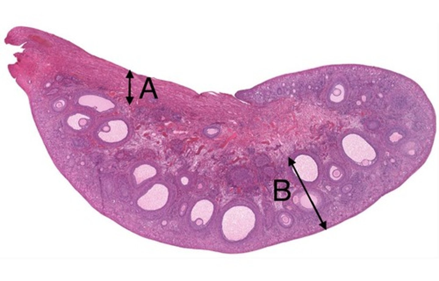 <p>name B</p>