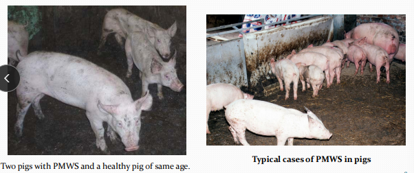 <p>&nbsp;Porcine Circovirus Disease in<span style="color: rgb(230, 155, 255)"> pigs</span></p>