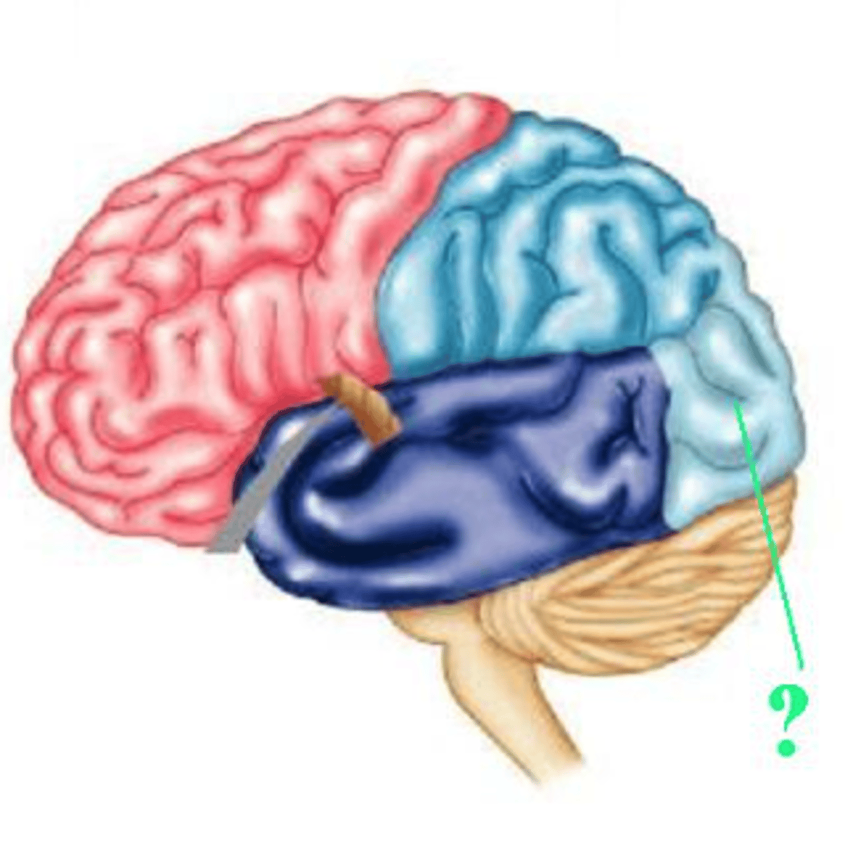 <p>occipital lobe</p>