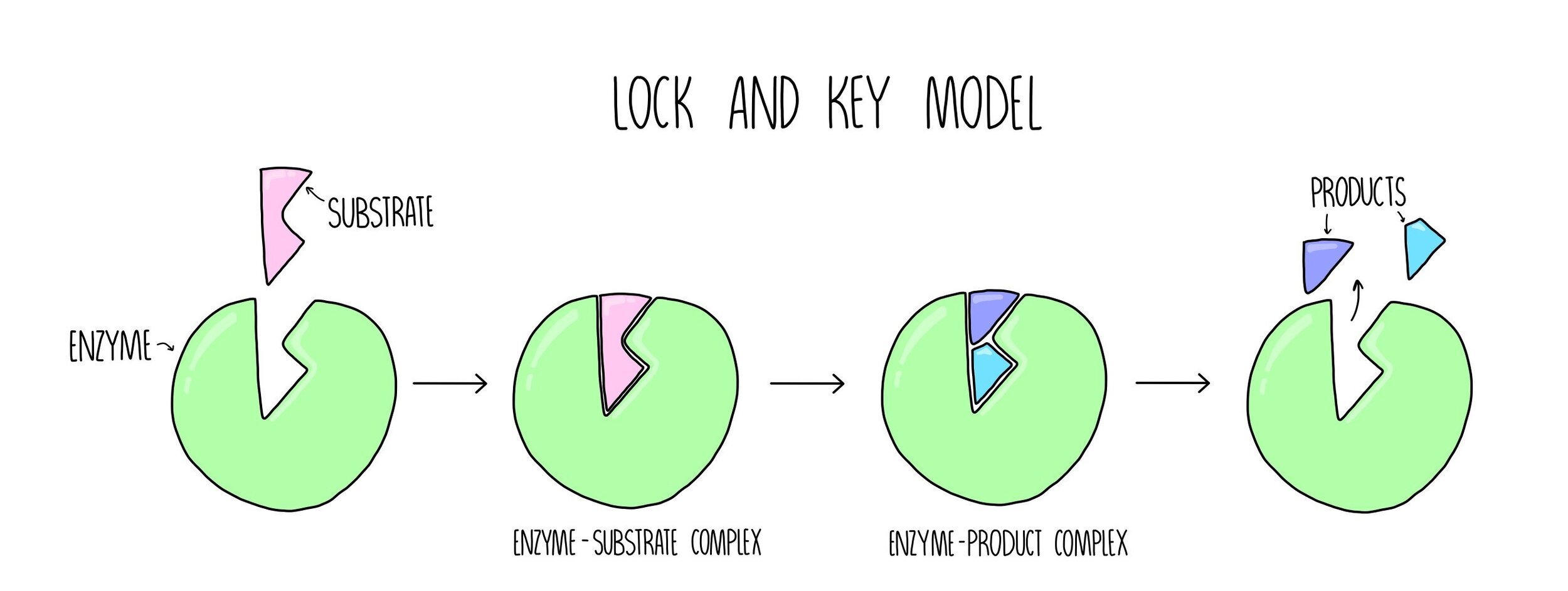 <ul><li><p>The substrate fits the enzyme's active site (like a key fits a lock).</p></li><li><p>This forms an enzyme-substrate complex.</p></li><li><p>The enzyme catalyzes the reaction, breaking down the substrate into products.</p></li></ul><p></p>