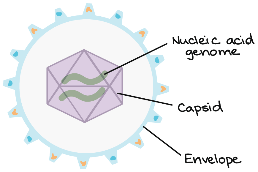 <ul><li><p>Made only of a single strand of DNA or RNA surrounded by a protein coat.</p></li><li><p>Need living cells in order to reproduce and to make copies.</p></li><li><p>Much smaller than most cells.</p></li><li><p>Not classified by Linneaus.</p></li></ul><p>composed of: </p><ol><li><p>A protective protein shell, or capsid</p></li><li><p>A nucleic acid genome made of DNA or RNA, tucked inside of the capsid</p></li><li><p>A layer of membrane called the envelope (some but not all viruses)</p></li></ol><p></p>